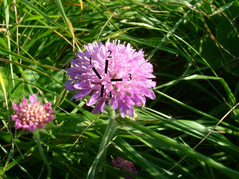 Ex parco del gigante10 - Knautia sp.